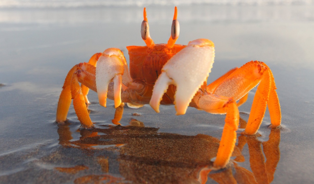 Оранжевый краб на мелководье