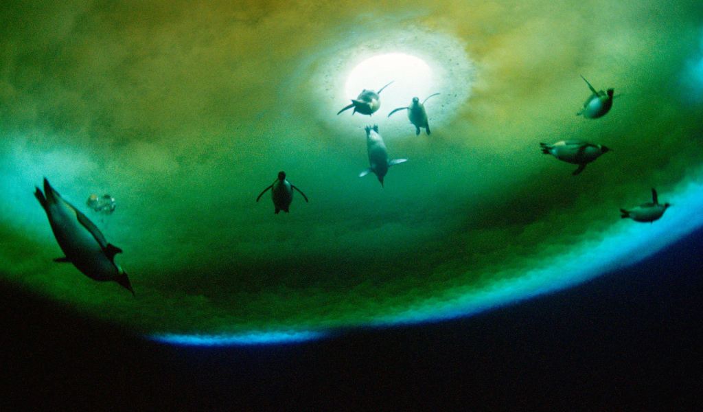 Пингвины около проруби