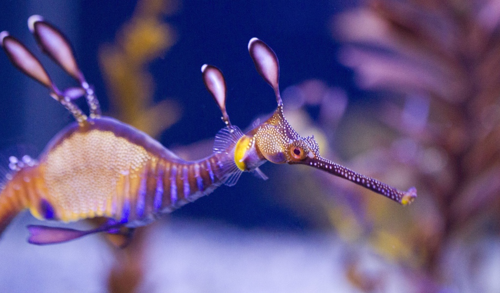 Фото прозрачного морского конька