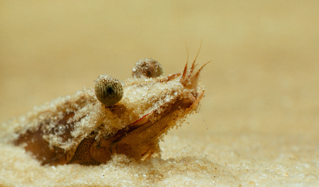 Портрет креветки