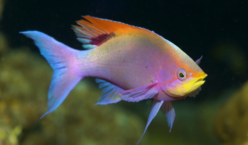 Радужная рыбка в аквариуме
