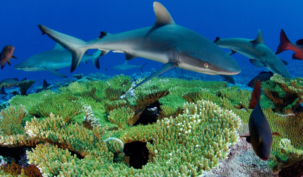 Рифовые акулы