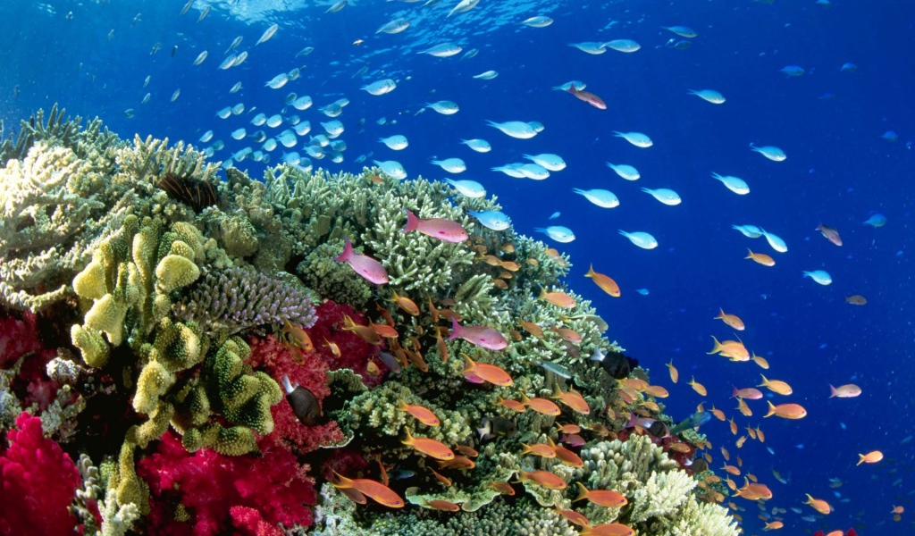 Стаи рыб на коралловом рифе