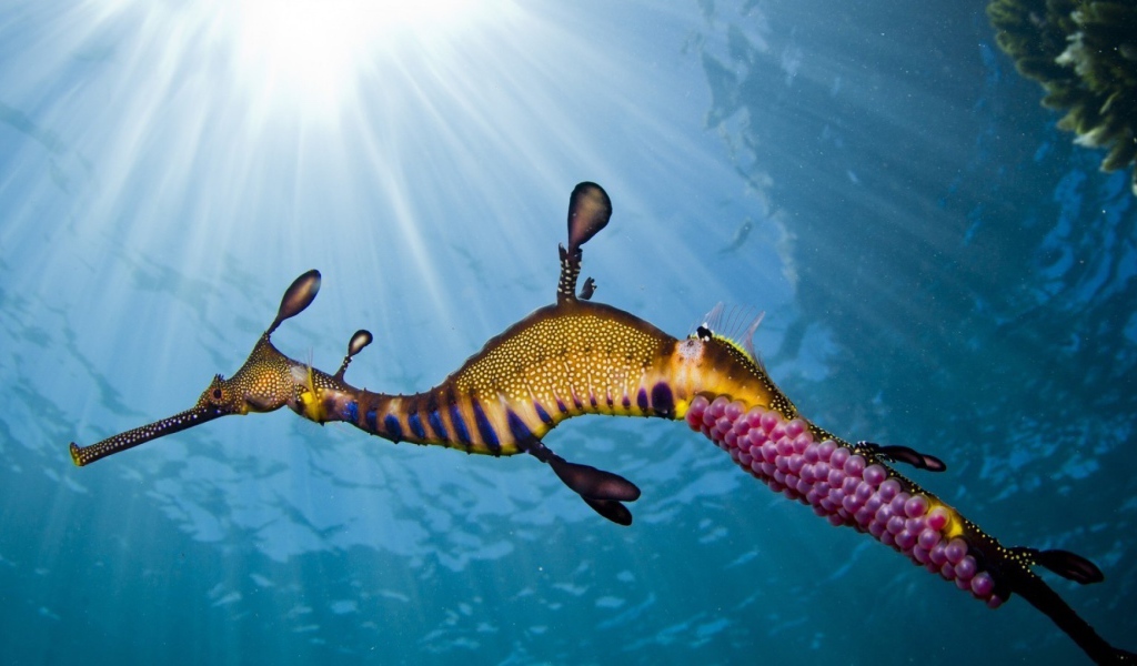 Морской конек в солнечных лучах