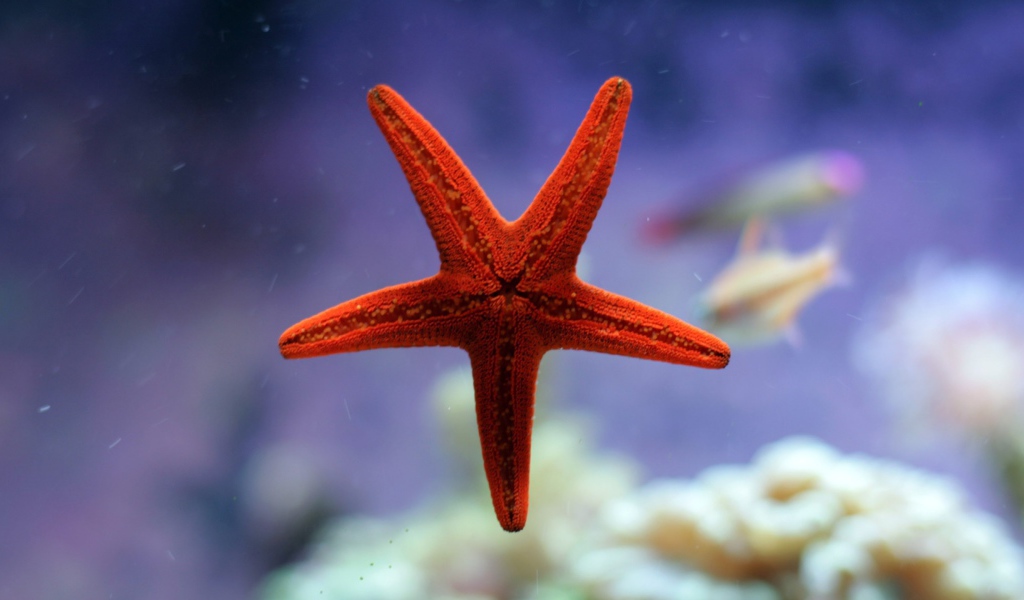 Небольшая морская звезда красного цвета