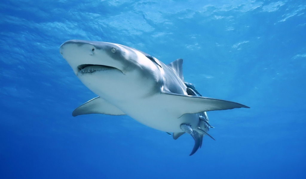 Сильная акула бык