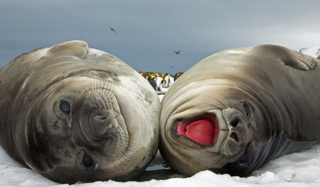 Счастливая парочка моржей