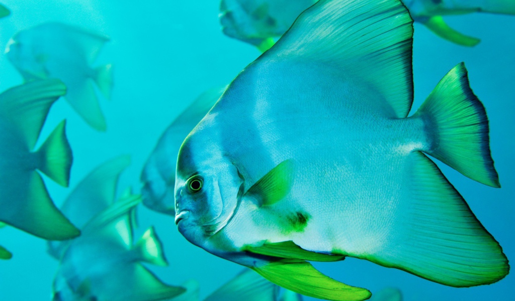 Прозрачная голубая рыба с зелеными плавниками