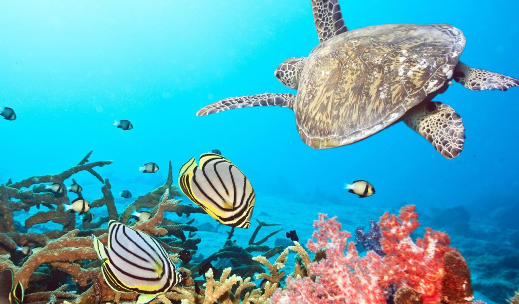 Черепаха в тропиках среди рыб