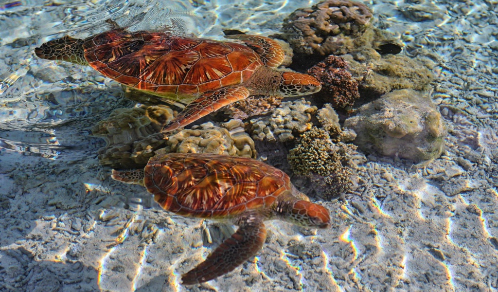 Черепахи в кристально чистой воде