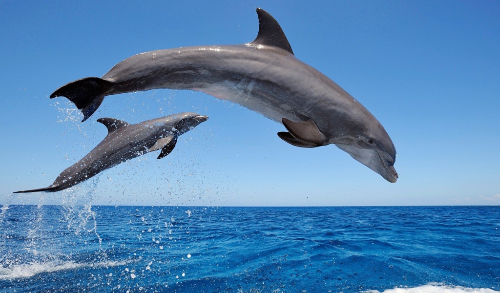 Два дельфина среди моря