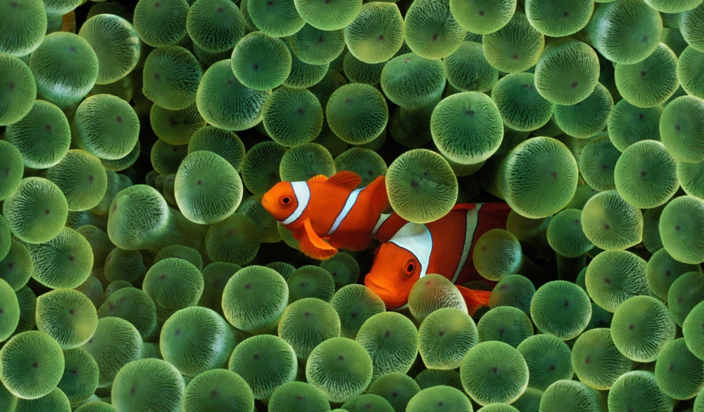 Две рыбки среди икры