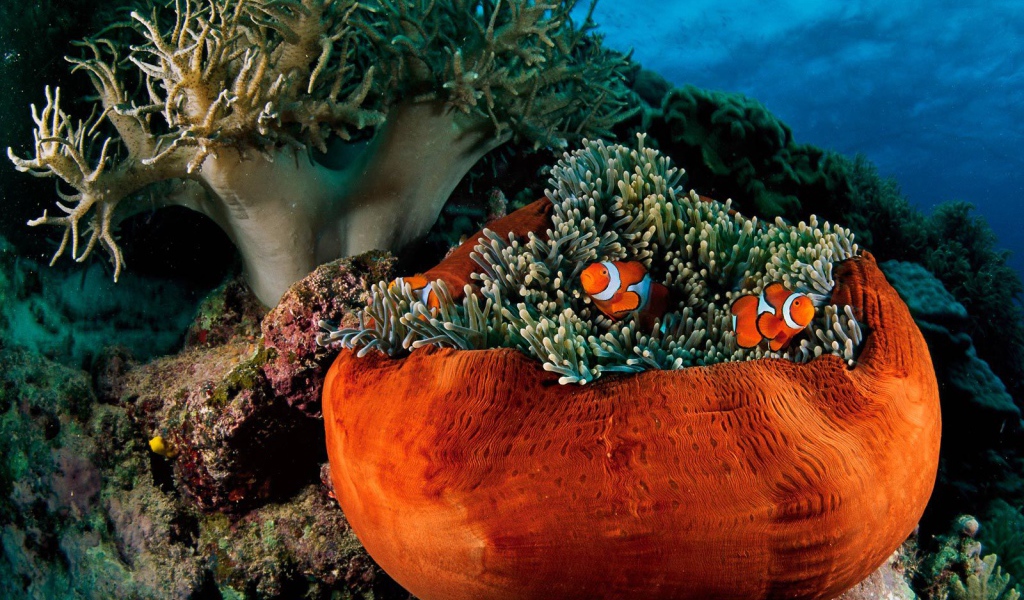 Подводная жизнь на коралловых рифах