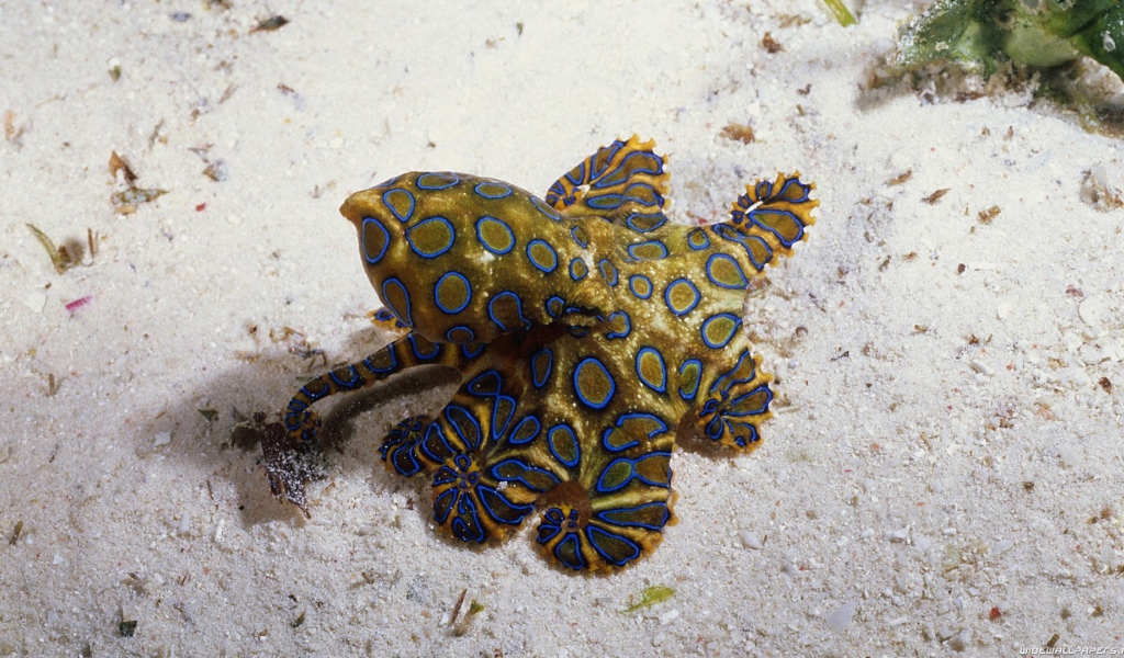 Необычное создание на морском песке