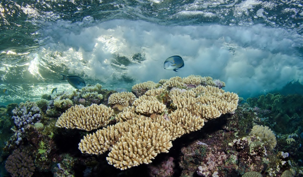 Белые кораллы под водой