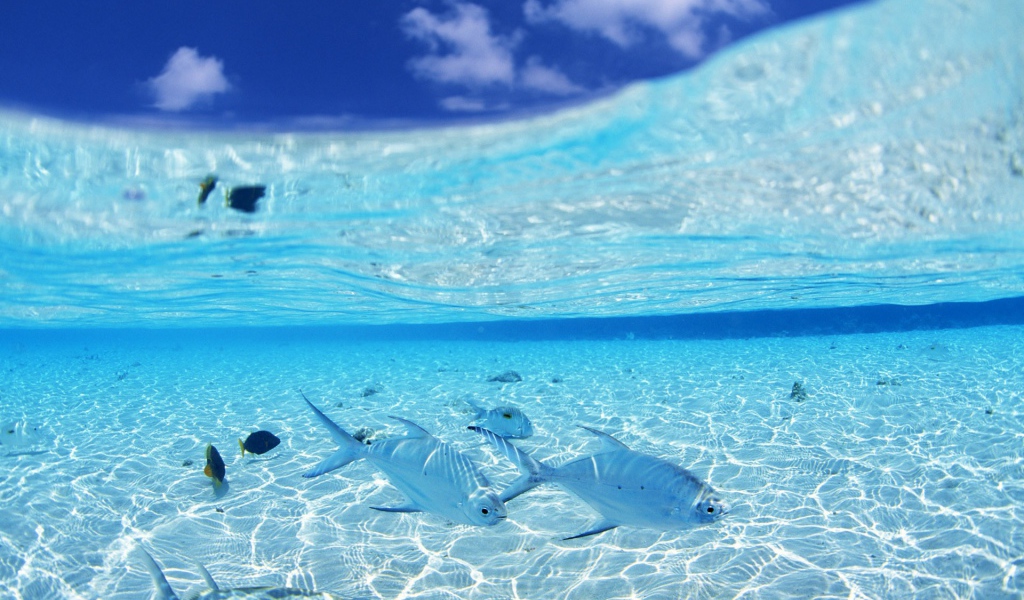 Белые рыбы на мелководье