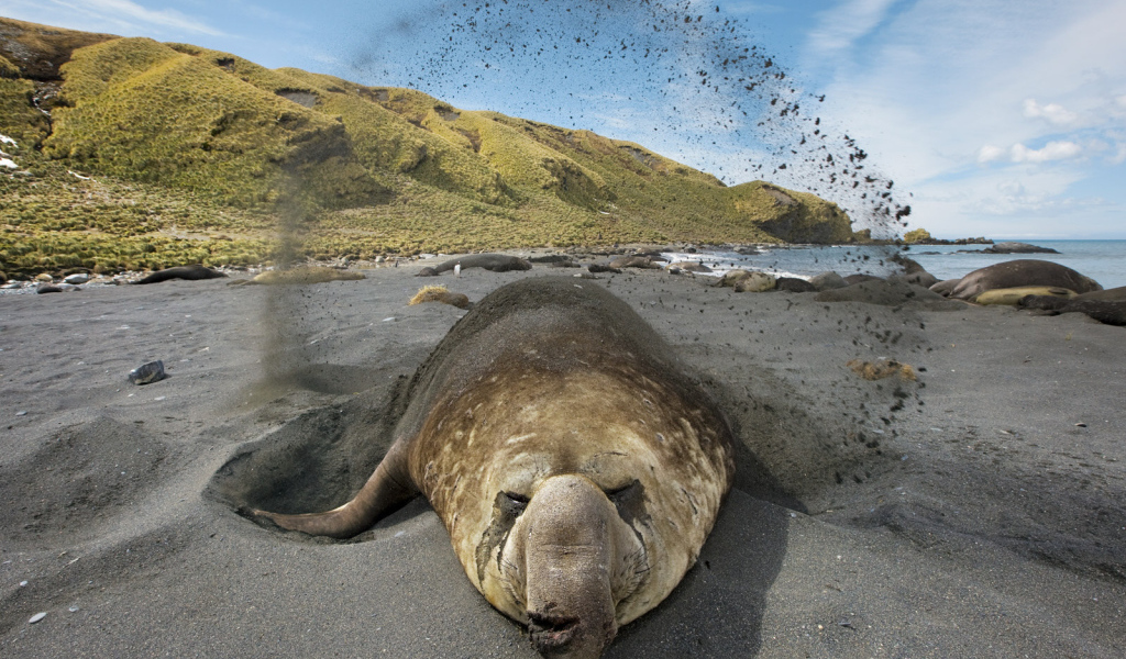 Животное закапывается в песок