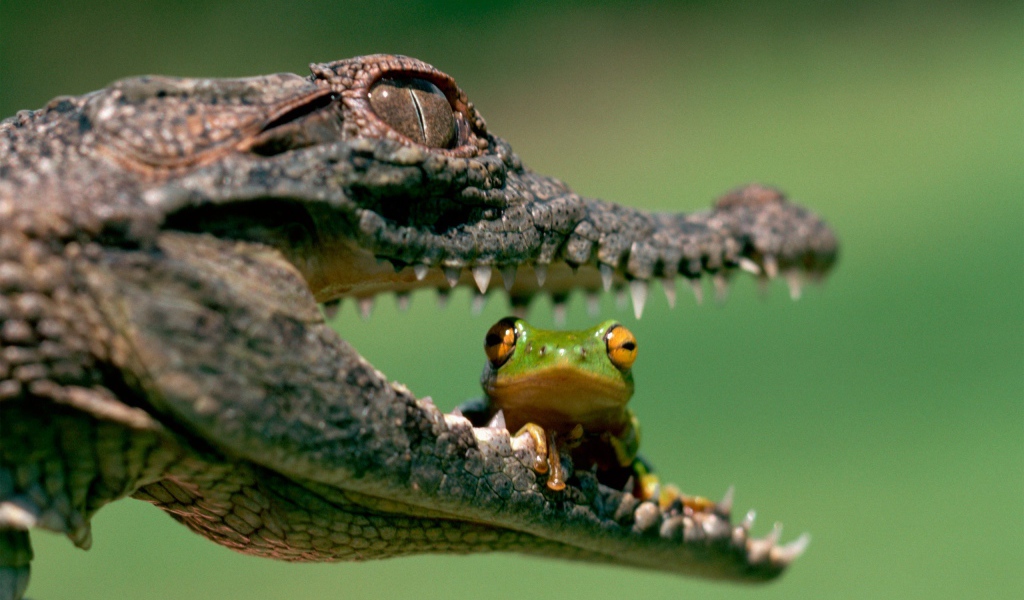 Лягушка сидит в пасти крокодила