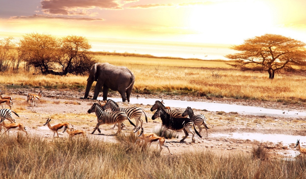 Животные в саванне Африки