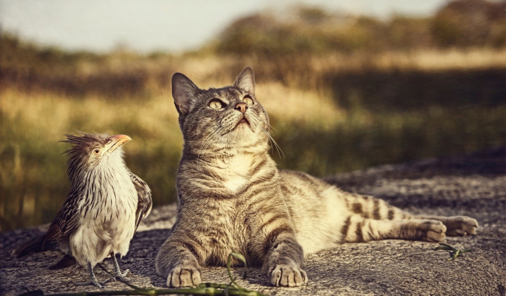 Птица и кот смотрят вверх