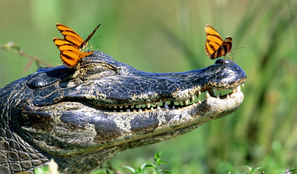 Бабочки на голове крокодила