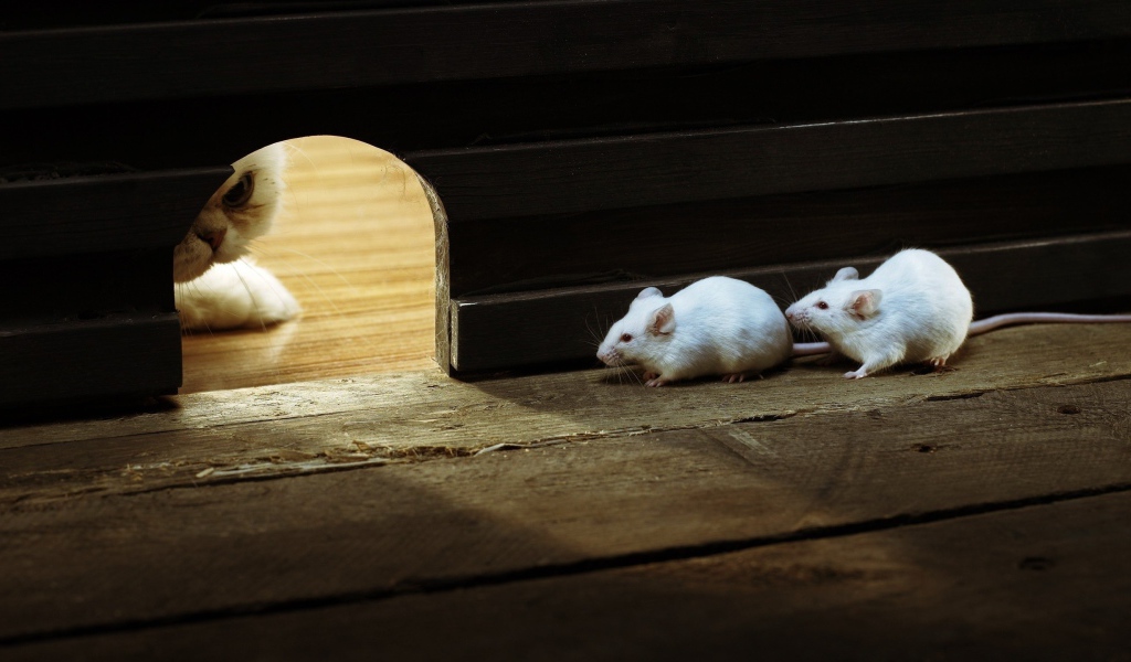 Кот охотится на белых мышей