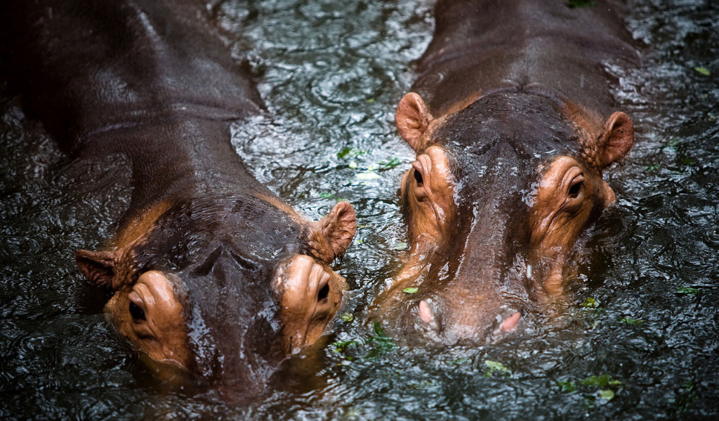 Бегемоты в воде