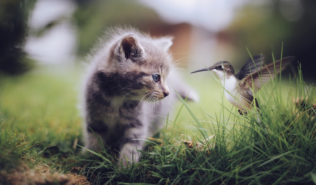 Колибри и котенок в траве