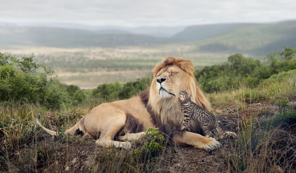 Кот оцелот ласкается ко льву