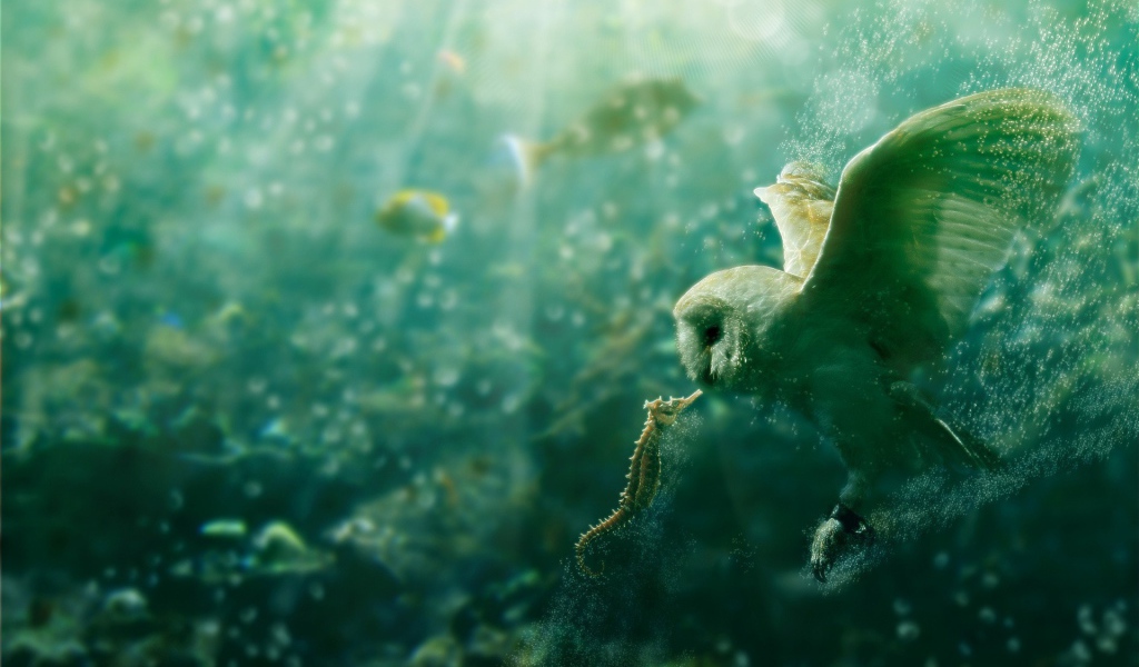 Сова и морской конек под водой