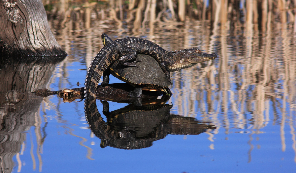 Маленький крокодил верхом не черепахе