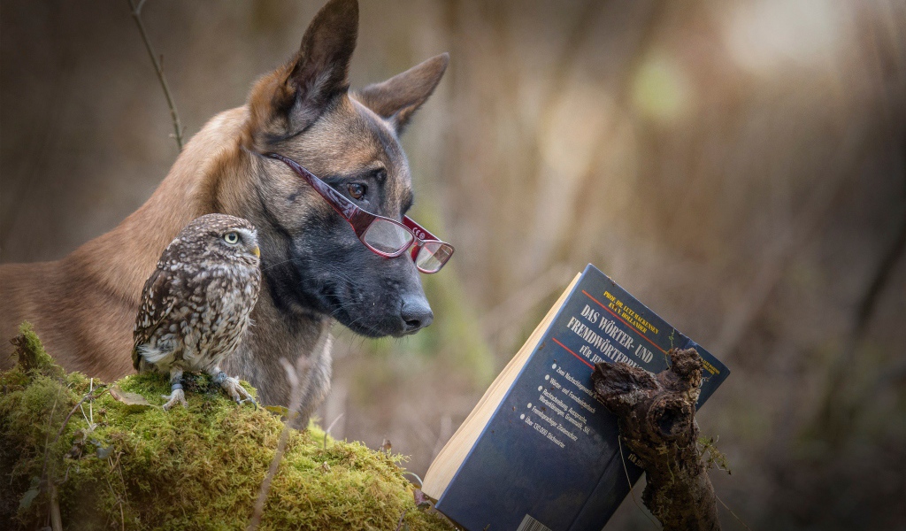 Собака и сова читают книгу