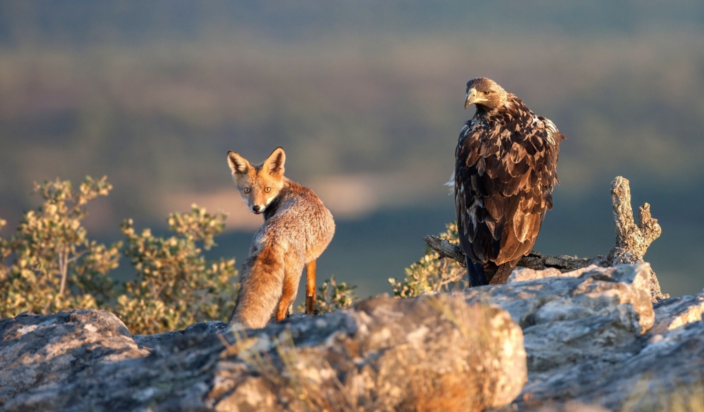 Орел и лиса на охоте