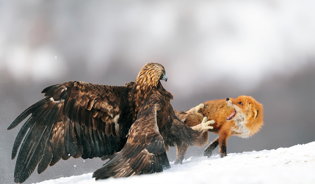 Орел напал на лису