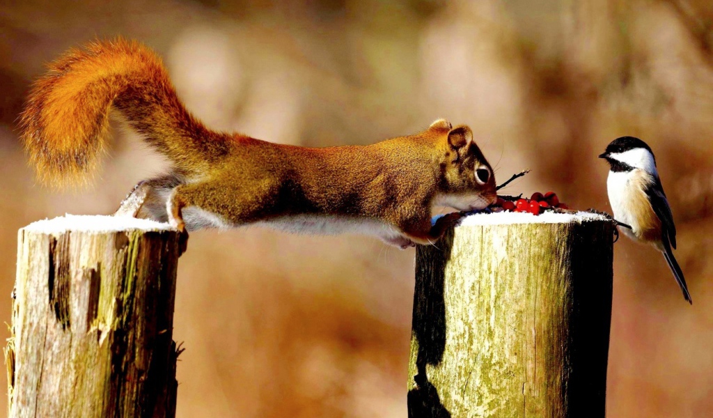 Синица и белка делят ягоды