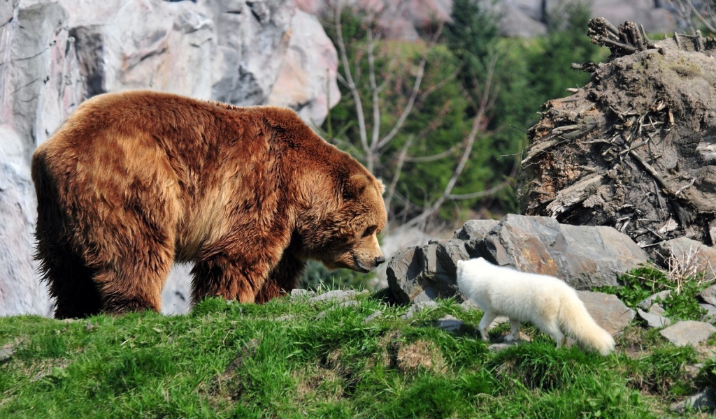 Белая лиса и медведь