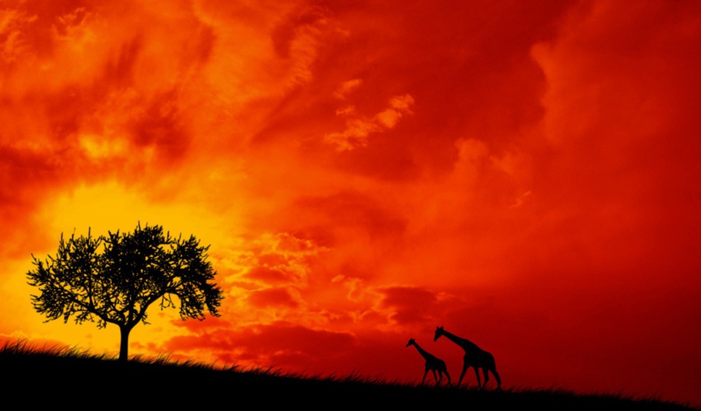 Пара жирафов на фоне красного неба