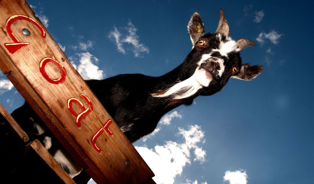 Черный козел