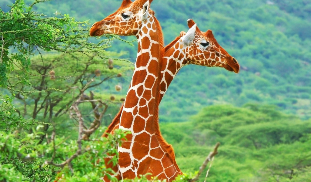 Яркие жирафы в зарослях