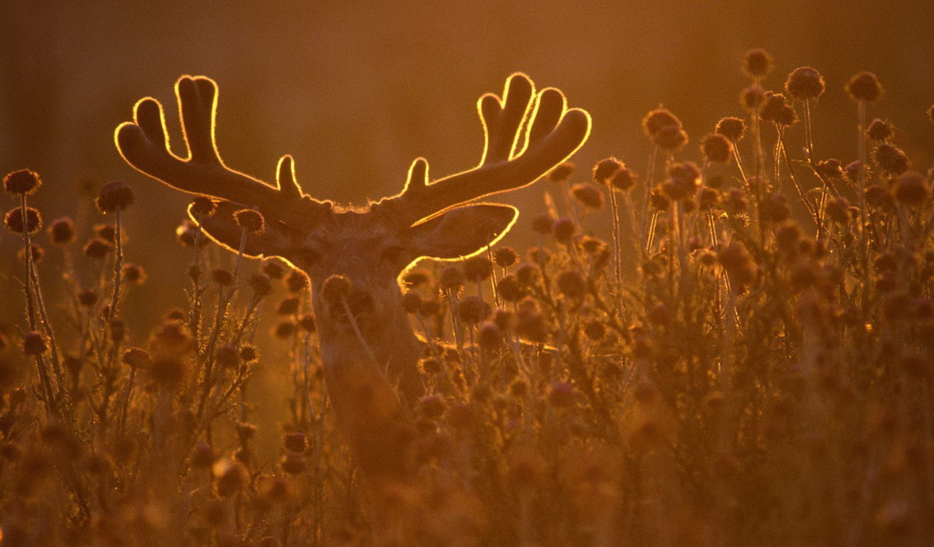 Олень в лучах заката