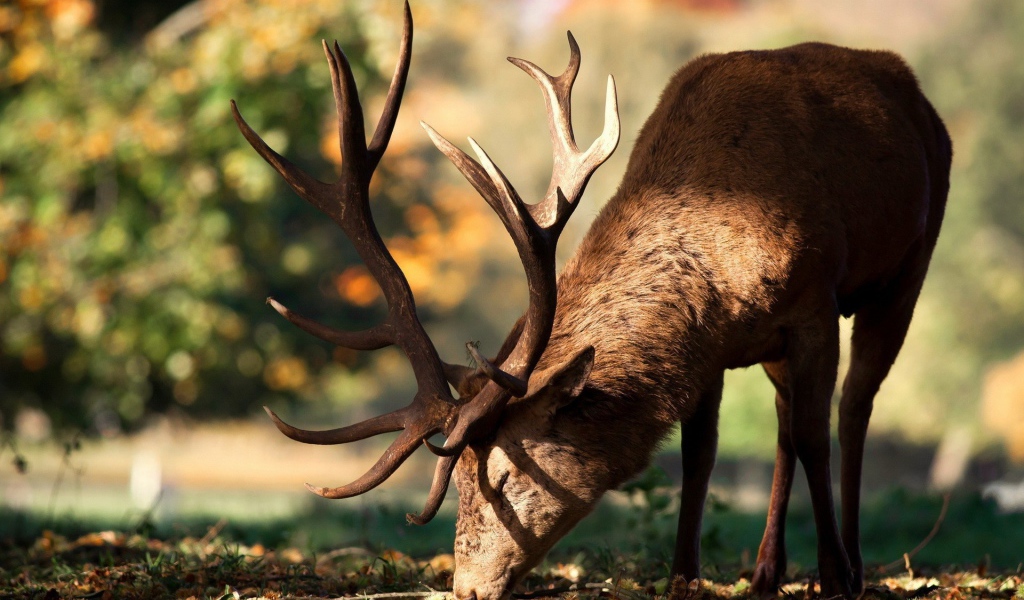 Олень кушает траву