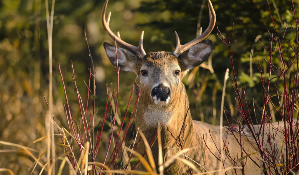 Олень лежит в траве