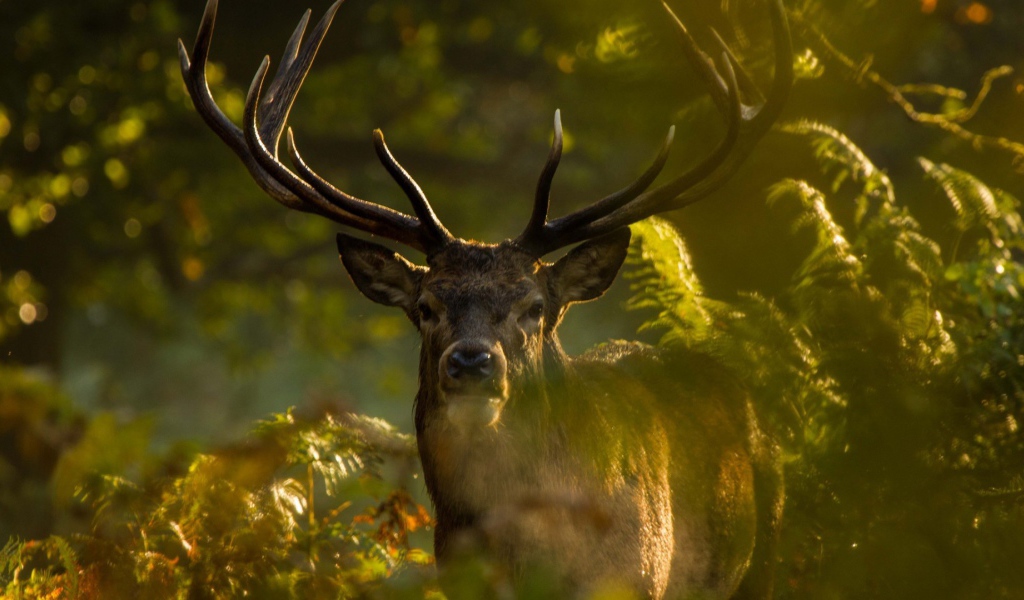 Олень стоит позади зеленых веток