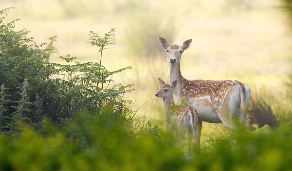 Олениха с детенышем в зарослях