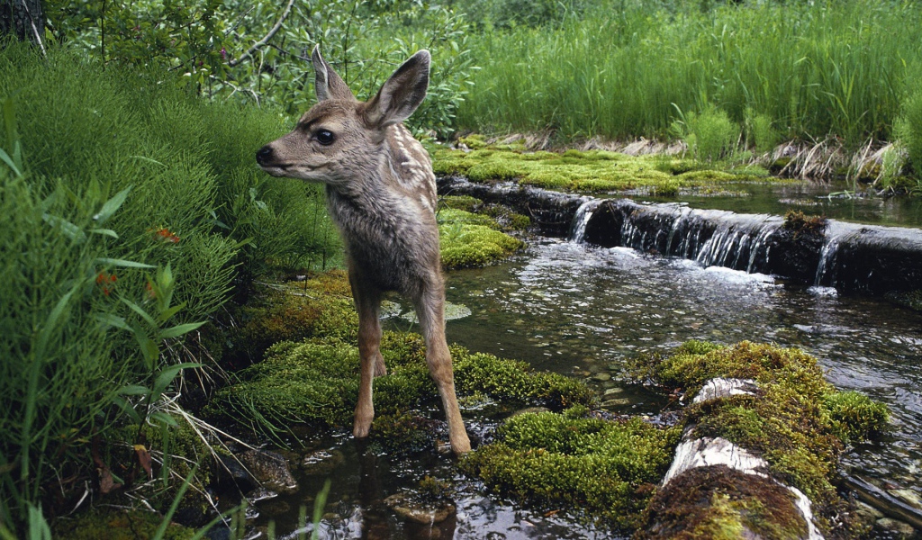 Олененок на водопое