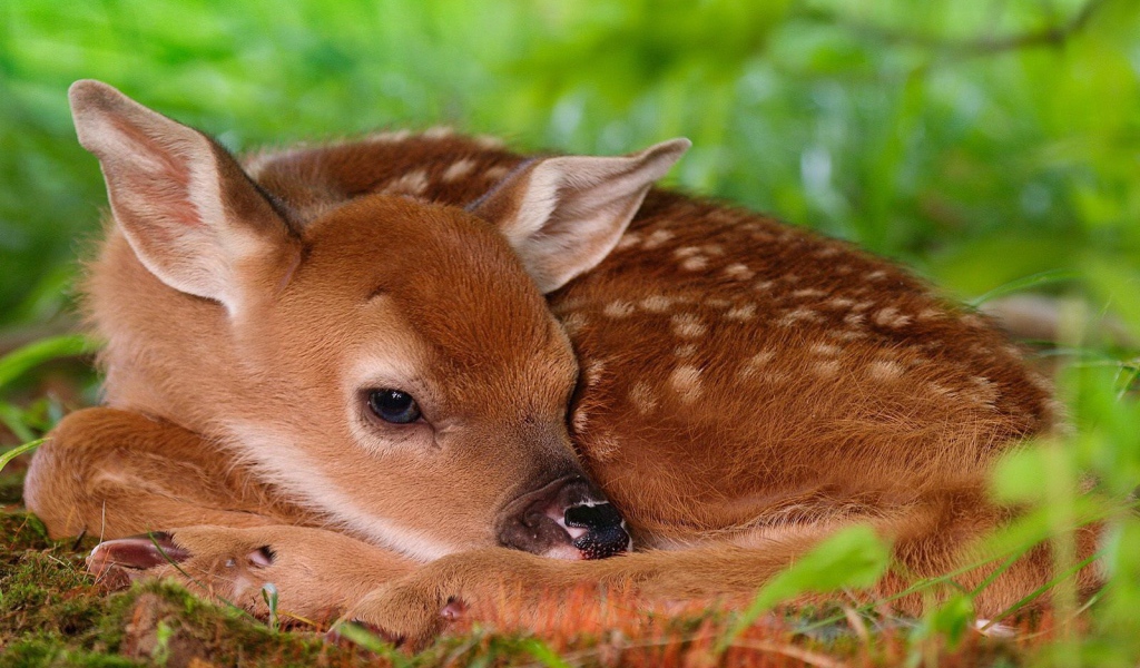 Олененок лежит на траве