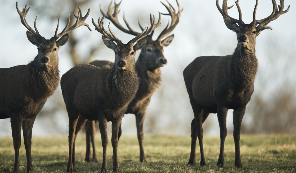 Четыре гордых оленя