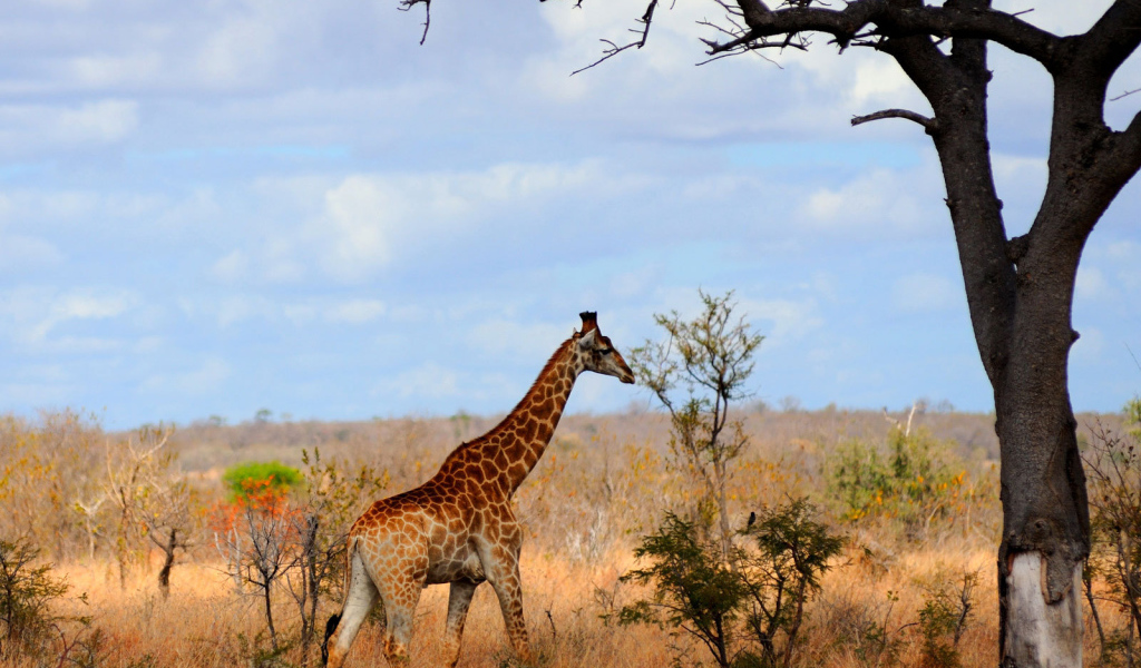 Жираф в Африке