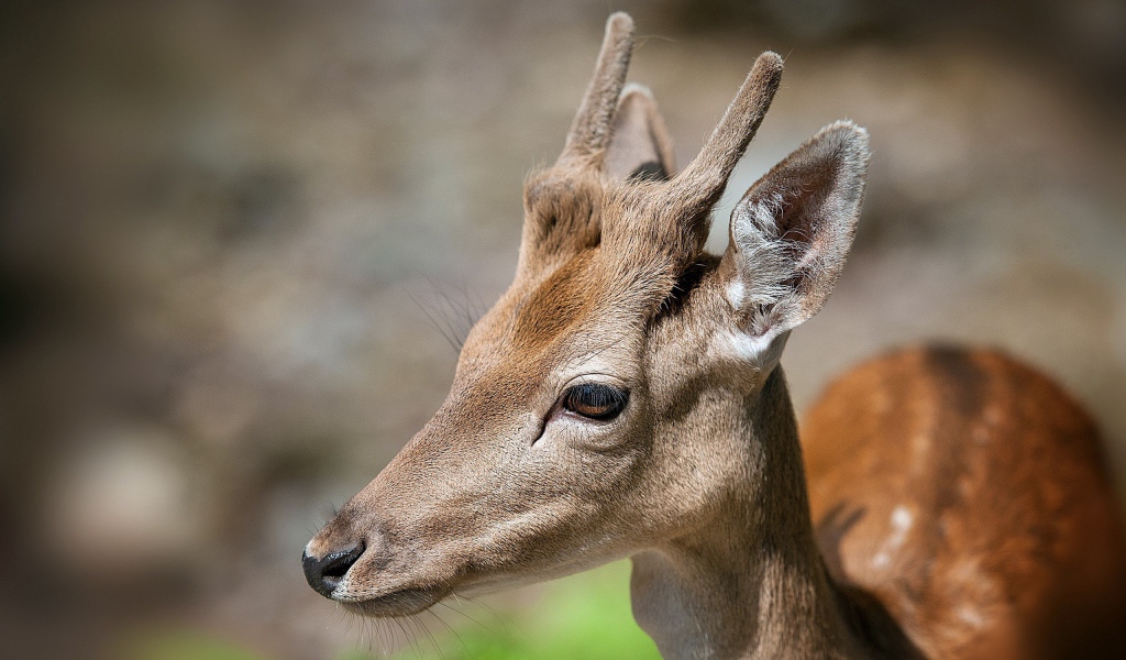Рога молодого оленя
