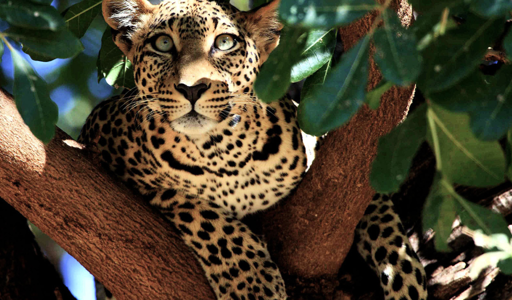 Леопард лежит на дереве